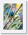 Green Honeycreeper