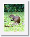 Agouti