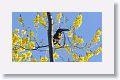 Collared Aracari