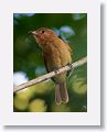 Rufous Piha