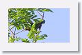 Olive-throated Parakeet