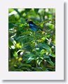 Golden-hooded Tanager
