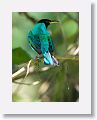 Green Honeycreeper (male)