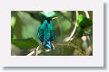 Green Honeycreeper (male)