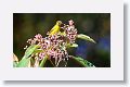Scarlet Tanager (female)