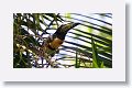 Collared Aracari