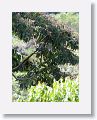 Lovely Cotinga
