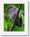 Vermiculated Screech-owl