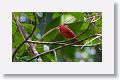Summer Tanager