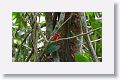 Summer Tanager