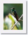 Rufous-tailed Hummingbird