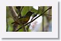 Olive-backed Euphonia