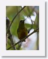 Olive-backed Euphonia