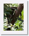 White-nosed Coati