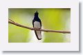 White-necked Jacobin