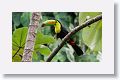 Keel-billed Toucan