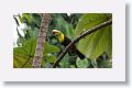 Keel-billed Toucan
