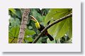 Keel-billed Toucan
