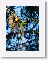 Streaked-backed Oriole
