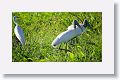 Great Egret and Wood Storks