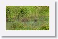 Blue-winged Teal and Black-bellied Whistling-duck