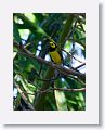 Hooded Warbler