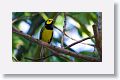 Hooded Warbler
