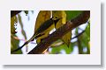 Hooded Warbler