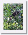 Howler monkey