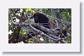 Howler monkey