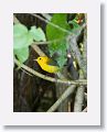 Prothonotary Warbler