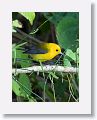 Prothonotary Warbler