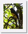 Black-headed Trogon
