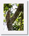 Great Potoo