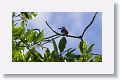 Belted Kingfisher