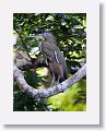 Bare-throated Tiger-heron