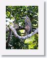 Bare-throated Tiger-heron