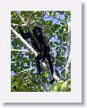 Howler monkey