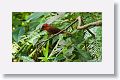 Hepatic Tanager