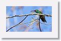 Honduran Emerald is the only Honduran endemic bird