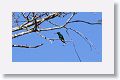 Salvin?s Emerald