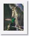 Salvin?s Emerald