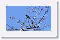 Salvin?s Emerald