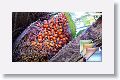 1LancetillaBotanicalGardens * (52 Slides)
