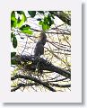 Bare-throated Tiger-heron on nest with chicks