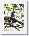 Bare-throated Tiger-heron on nest with chicks