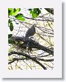 Bare-throated Tiger-heron on nest with chicks