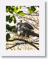 Bare-throated Tiger-heron on nest with chicks