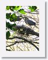 Bare-throated Tiger-heron on nest with chicks