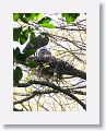 Bare-throated Tiger-heron on nest with chicks